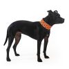 Reflective Dog Collar Fluorescent Blaze Orange with Adjustable Fastener