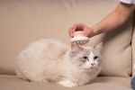 Handheld Bathing Brushing and Massaging Soft Flexible Grooming Pet Comb