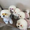 New Style Crown Round Sunglasses for Dogs Cats