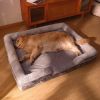 Dog Bed with Memory Foam Dog Couch Sofa and Removable Washable Cover