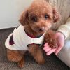 Dog plush coat; warm and soft dog coat; with scarf; charismas pet clothing