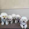 New Style Crown Round Sunglasses for Dogs Cats